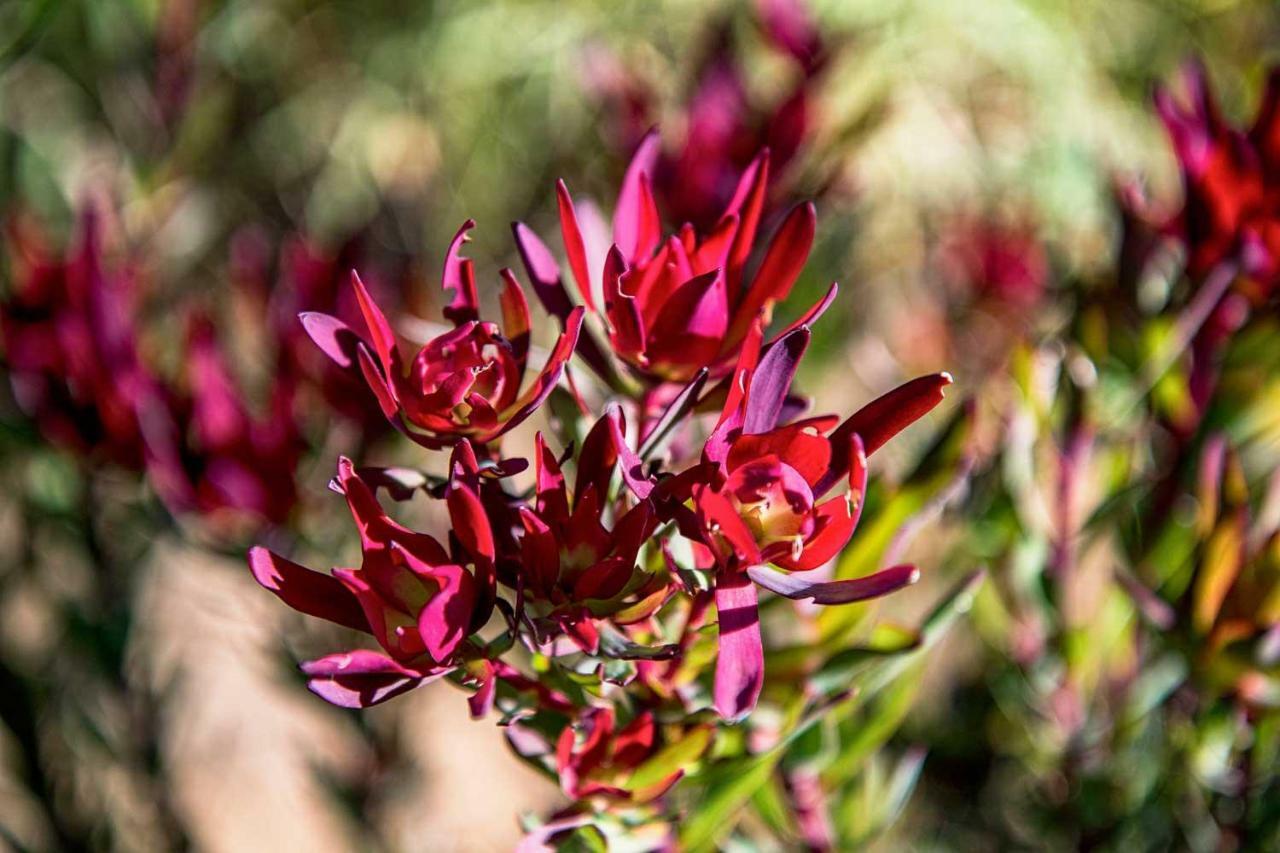Вілла Oudewerfskloof Olive Farm Стілбай Екстер'єр фото